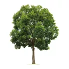 ELITE SILVER rózsafa írószer készlet