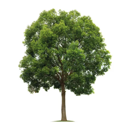 ELITE SILVER rózsafa írószer készlet